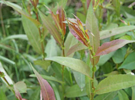 Salix amygdalina L.