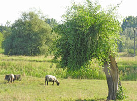 Salix fragilis L.