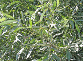 Salix alba L